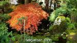 wbgarden japanese maples 8
