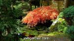 wbgarden japanese maples 9