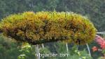 wbgarden larix
