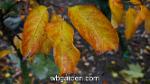 wbgarden leaves 8
