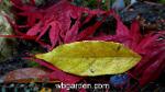 wbgarden leaves 9