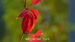 wbgarden leaves