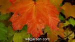 wbgarden maple