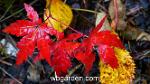 wbgarden maples leaves 2