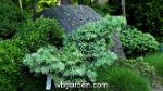 wbgarden miniature conifers 2