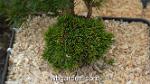 wbgarden miniature conifers 3