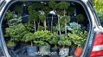 wbgarden miniature conifers