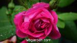 wbgarden rose 2