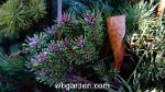 wbgarden witch broom
