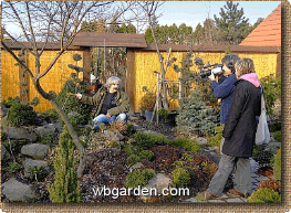 dwarf conifers kamera