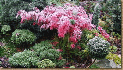 wbgarden maple