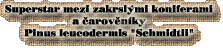 superstar mezi �arov�n�ky Pinus leucodermis Schmidtii