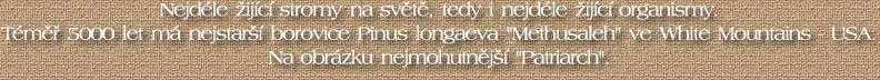 Star� stromy Pinusl longaeva