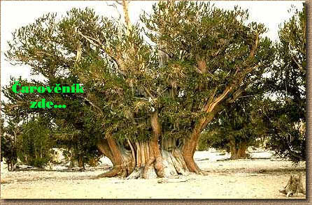 Pinus aristata Patriarch
