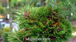 wbgarden dwarf conifers 2