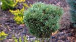 wbgarden dwarf conifers 22