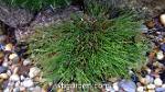 wbgarden dwarf conifers 25