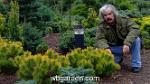 wbgarden dwarf conifers 26