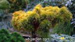 wbgarden dwarf conifers 29