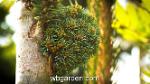 wbgarden dwarf conifers 36
