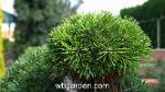 wbgarden dwarf conifers 39