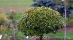 wbgarden dwarf conifers 7