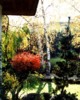 betula1.jpg
