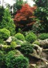 Zakrsl� konifery - �arov�n�ky - zahrada - wbgarden.com