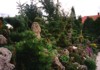 Zakrsl� konifery - �arov�n�ky - zahrada - wbgarden.com