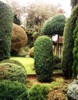 Zakrsl� konifery - �arov�n�ky - zahrada - wbgarden.com